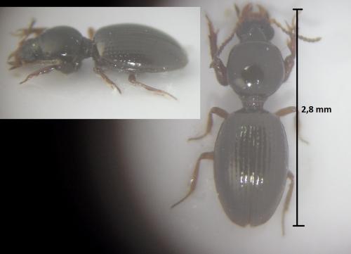 Dyschiriodes globosus
